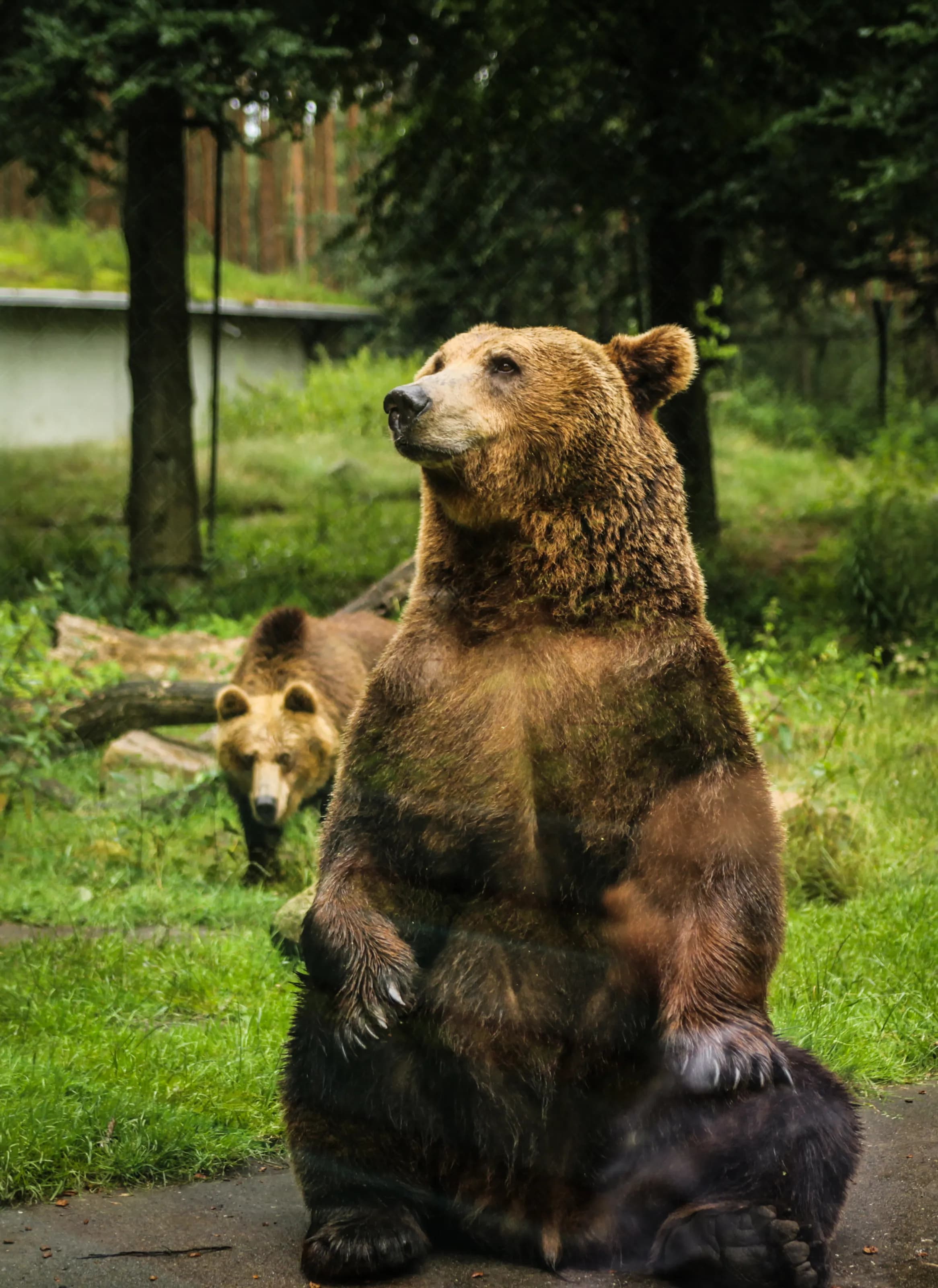 2016-07-02-zoo-bear
