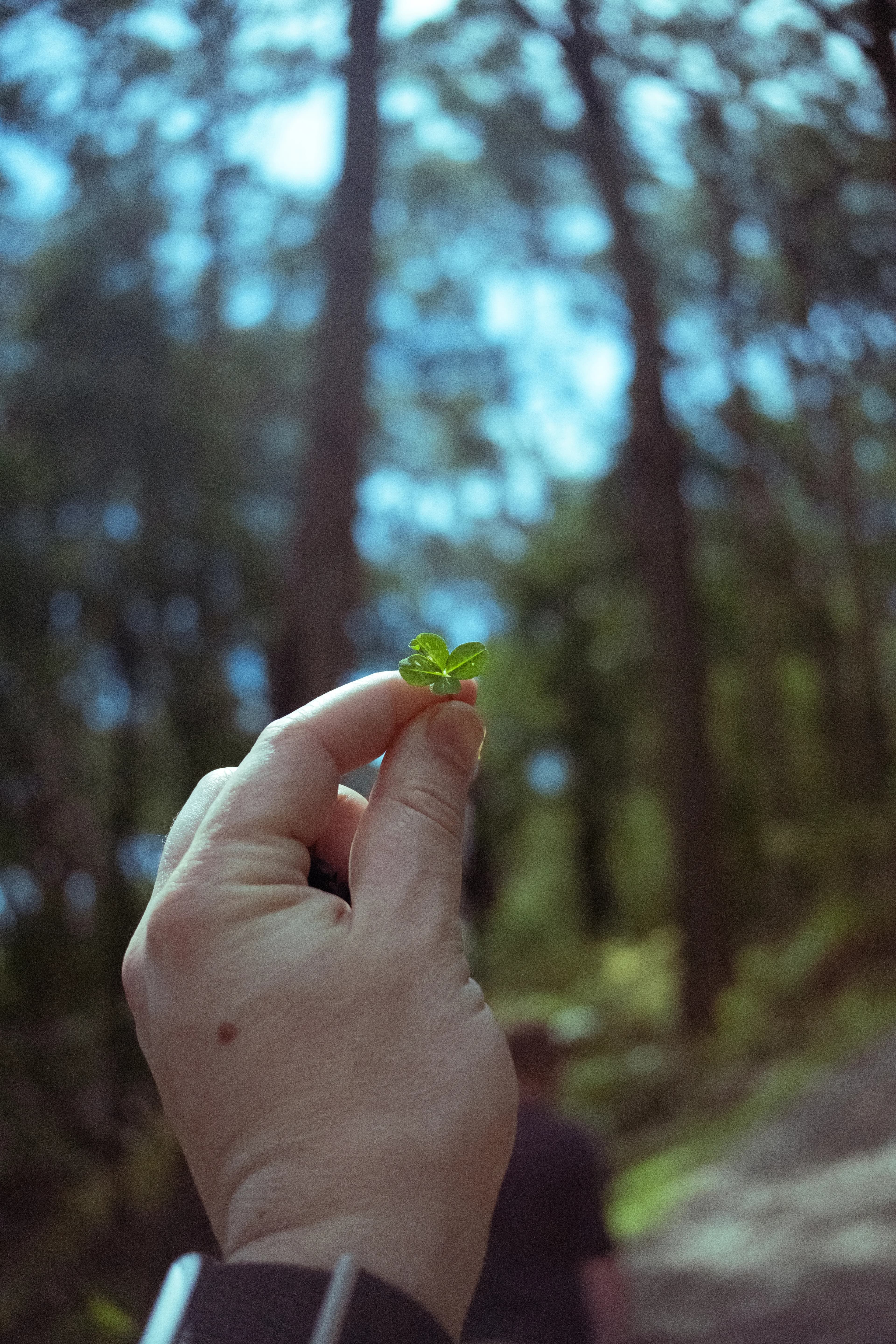 2024-10-13-four-leaves